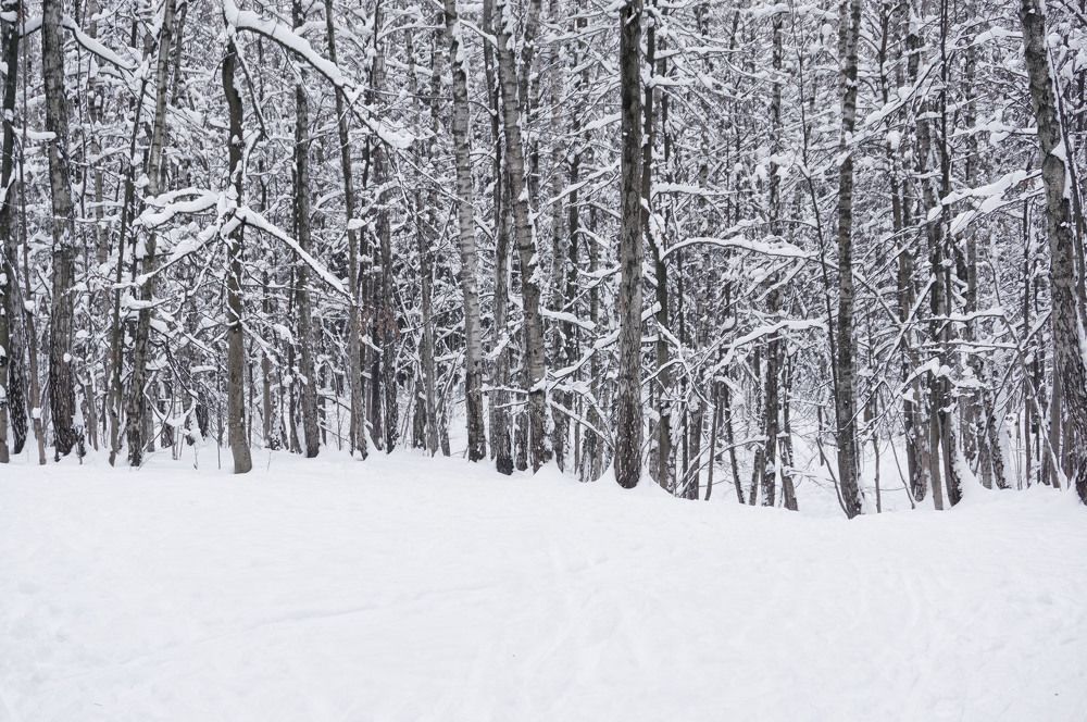 Стволы в снегу ...