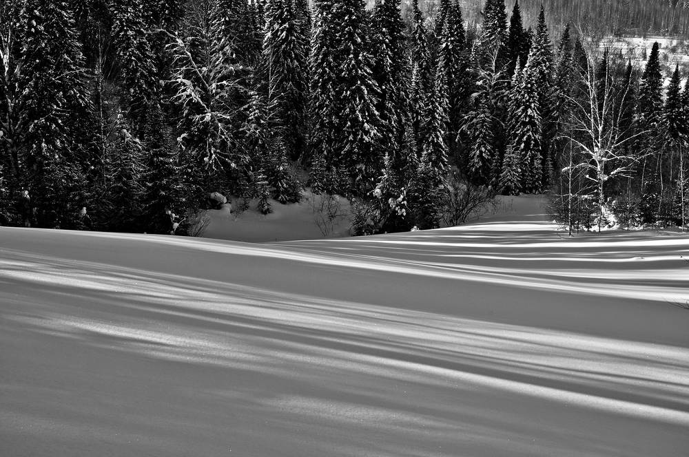 Тени деревьев на снегу