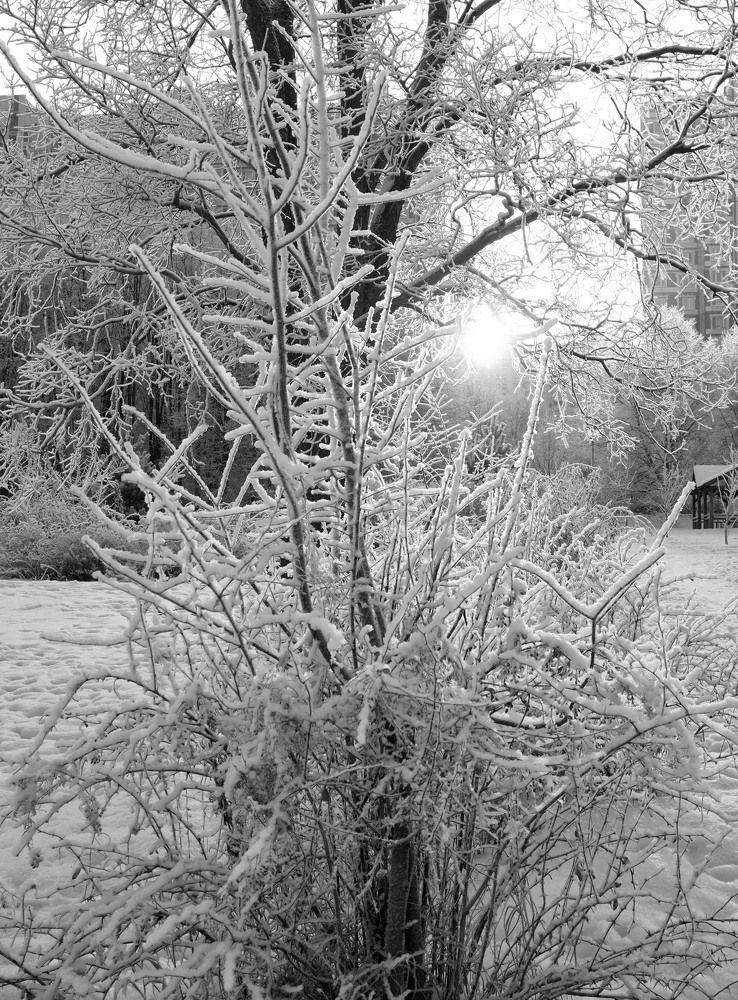 Морозным утром ...