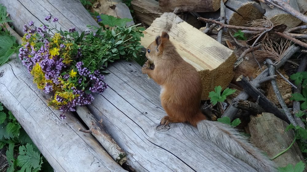 Белка и цветы