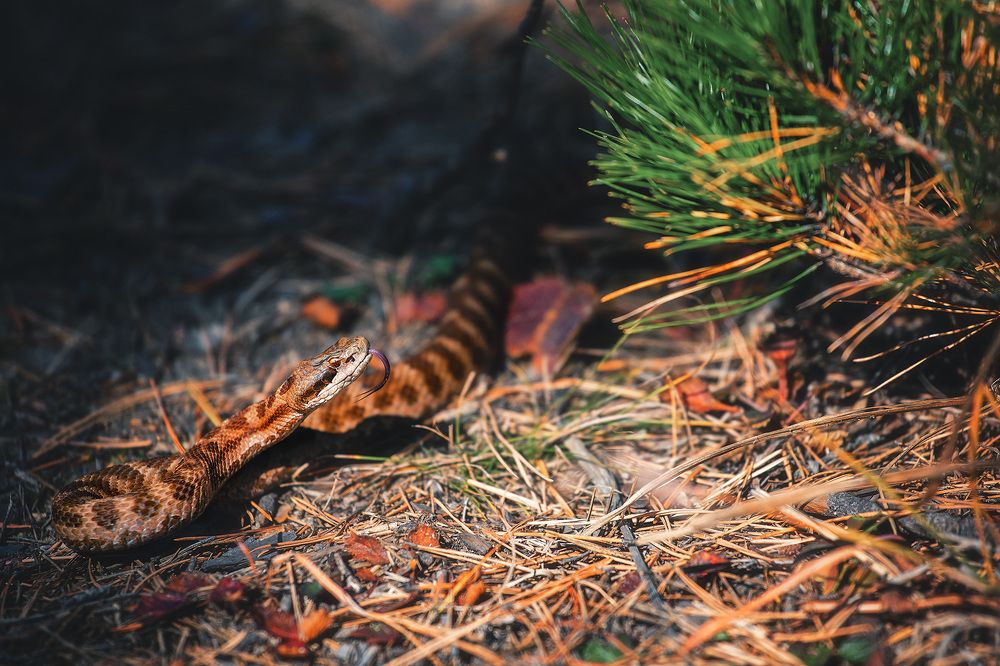 Дальневосточный щитомордник.