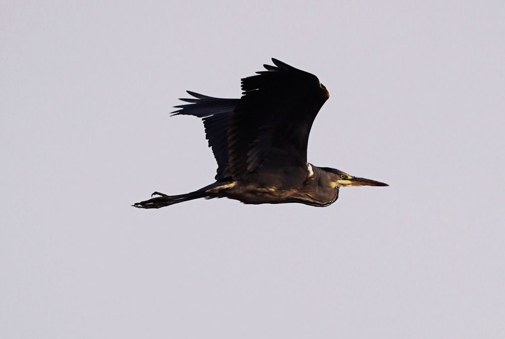 Gray heron