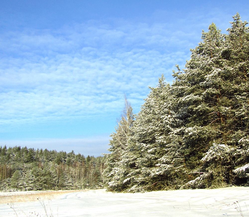 Там где сосны гладят облака...