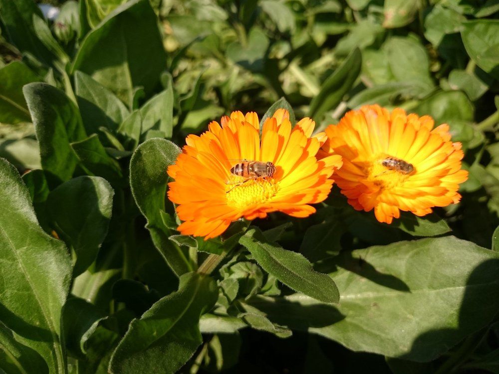 bee in the flower