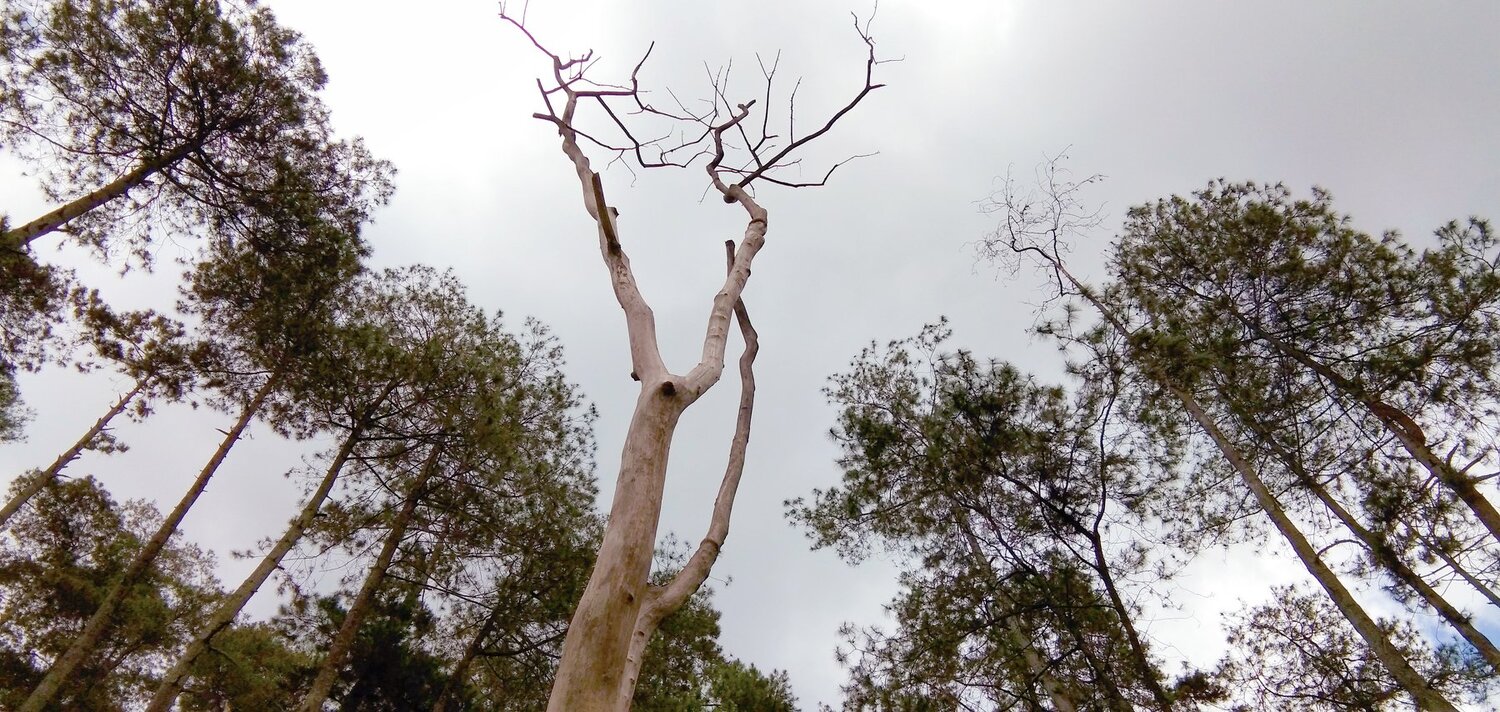 The Mighty Tree