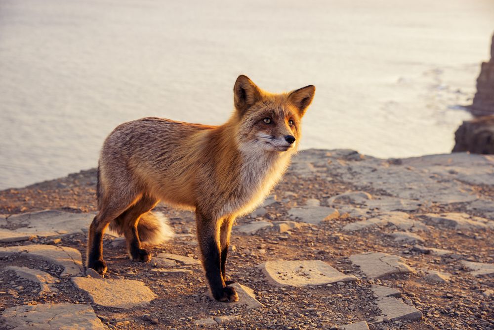 red fox