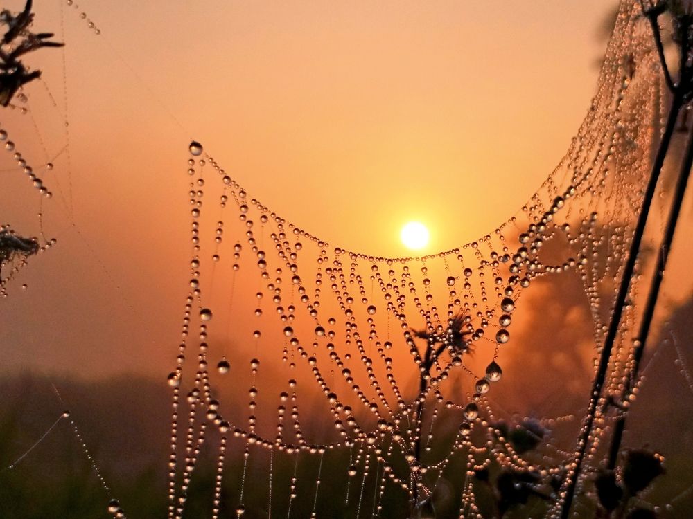 Sunrise with Dwedrops