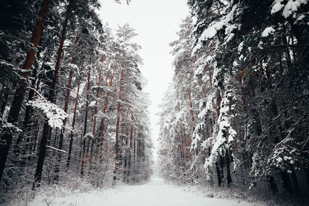 Photograph by Геннадий Климов