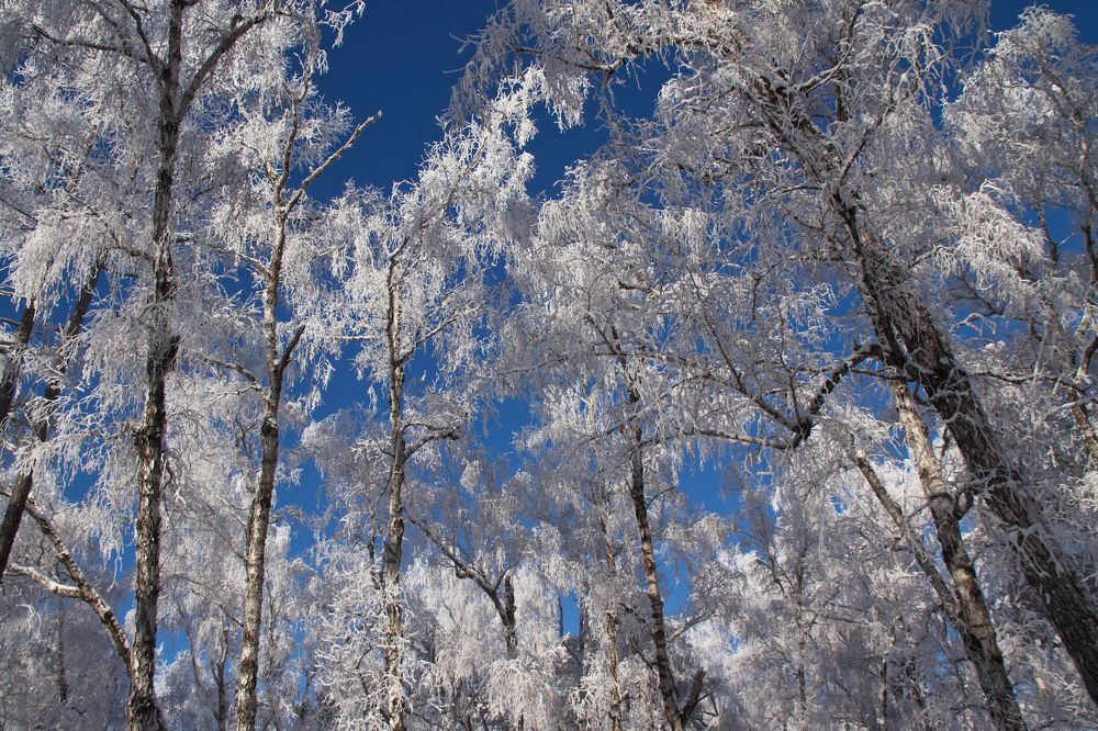 Цвет мороза