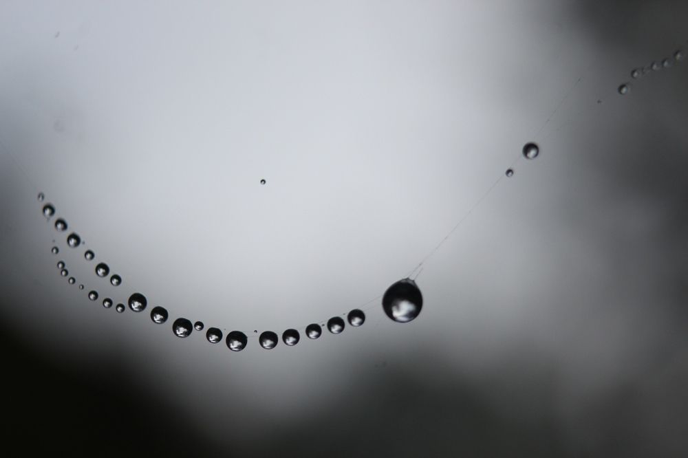 Nature's String with Silver Dews