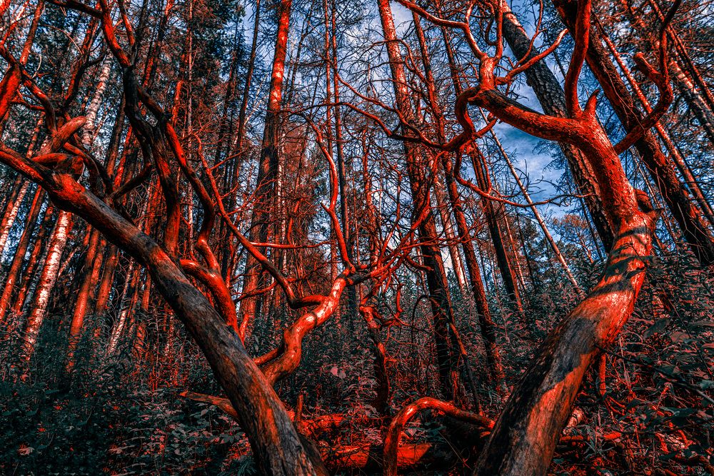 Кровеносная система природы