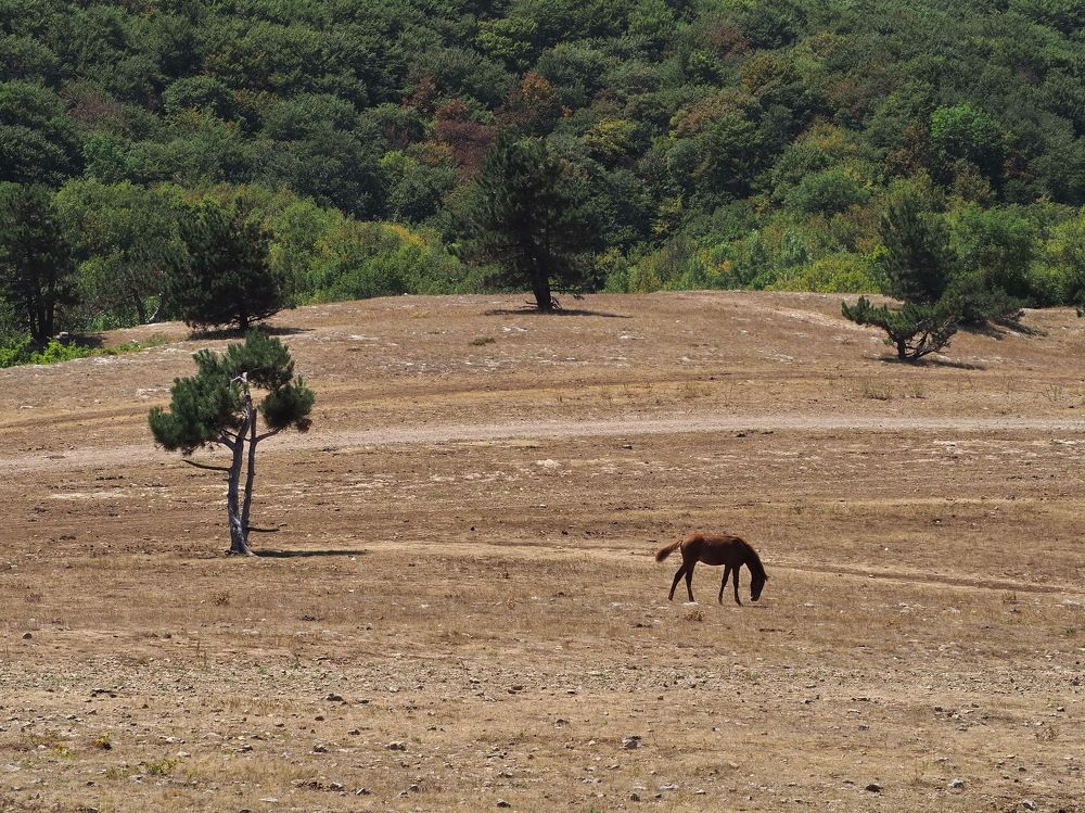 Под солнцем юга.