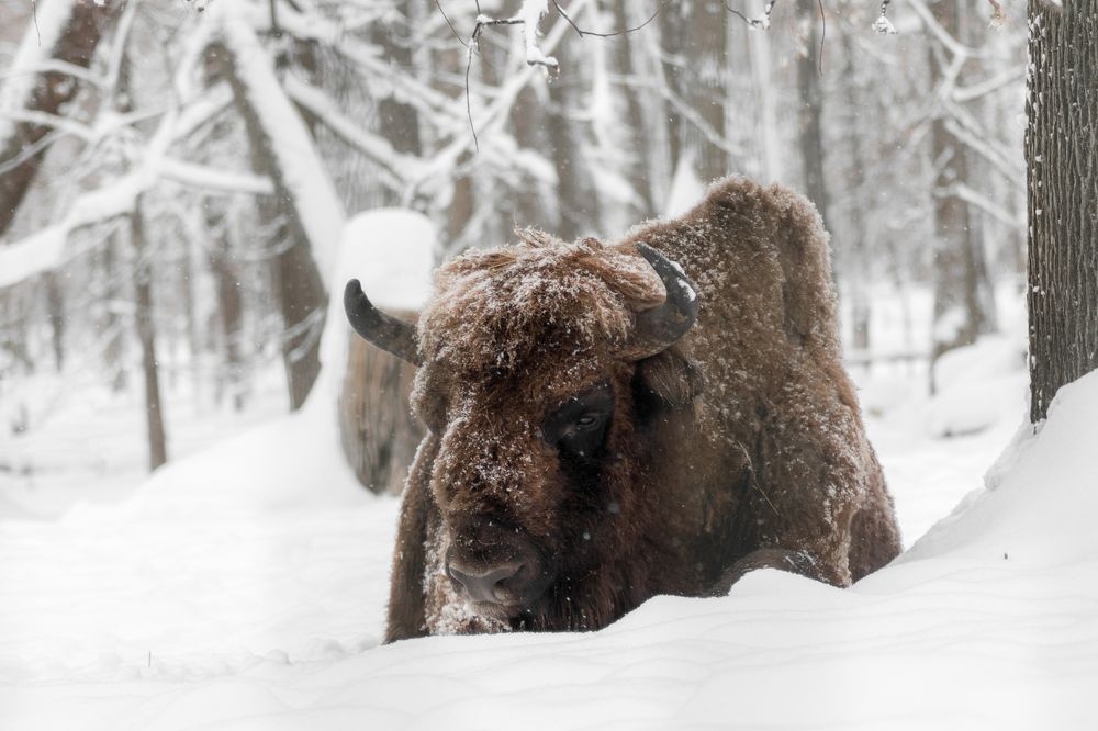 Photograph by Артем Зубарев