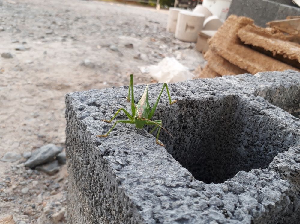 Зеленое чудовище