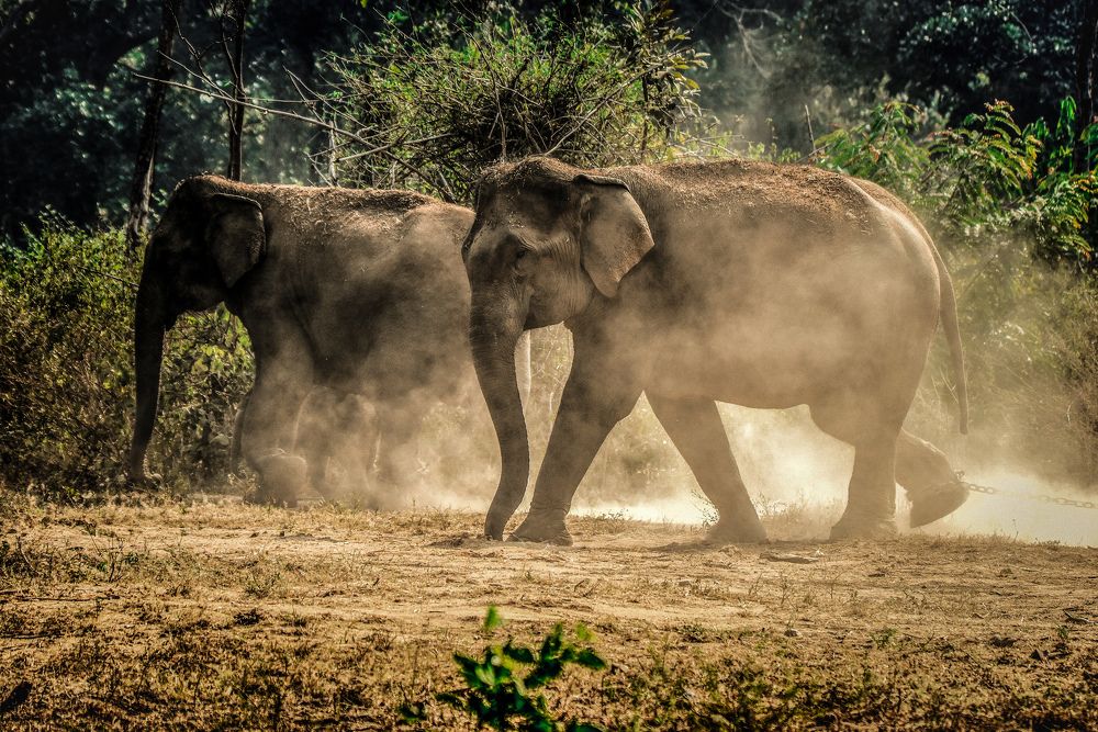 Playing Elephants