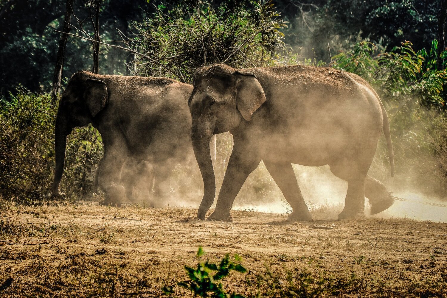 Playing Elephants