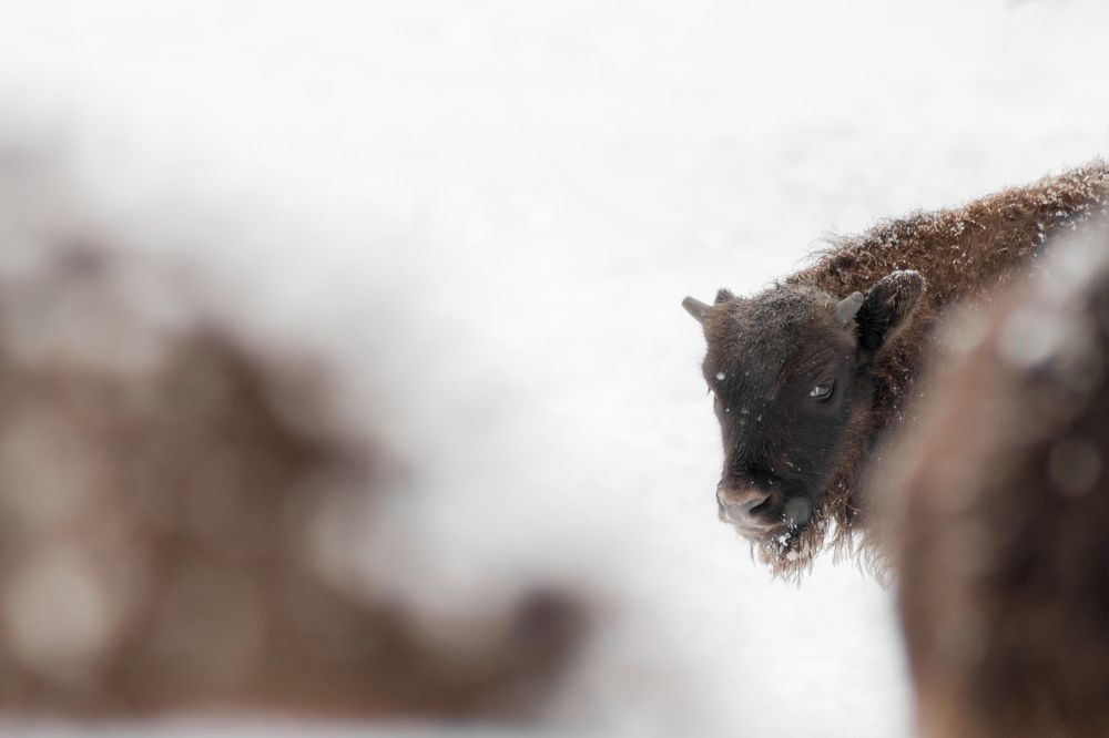 Photograph by Артем Зубарев