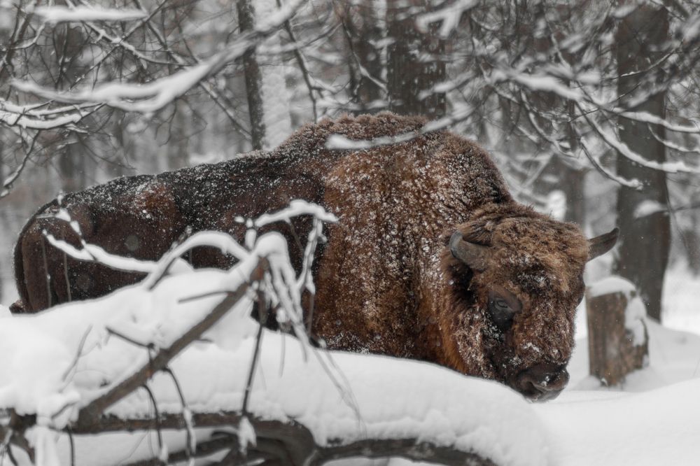 Photograph by Артем Зубарев