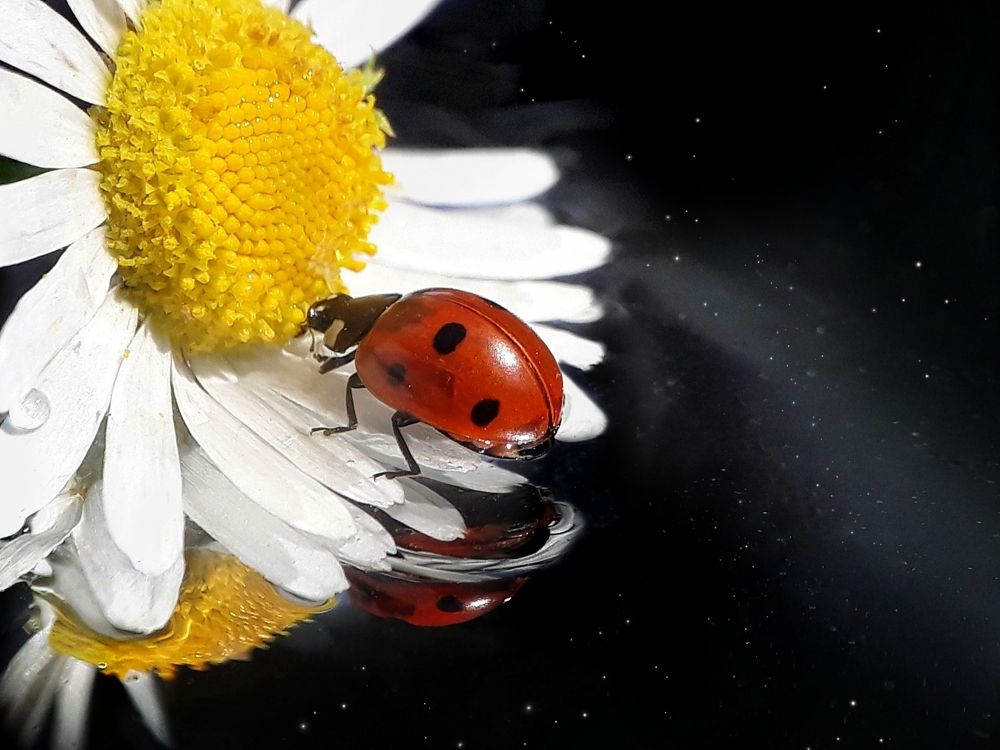 Ночное путешествие