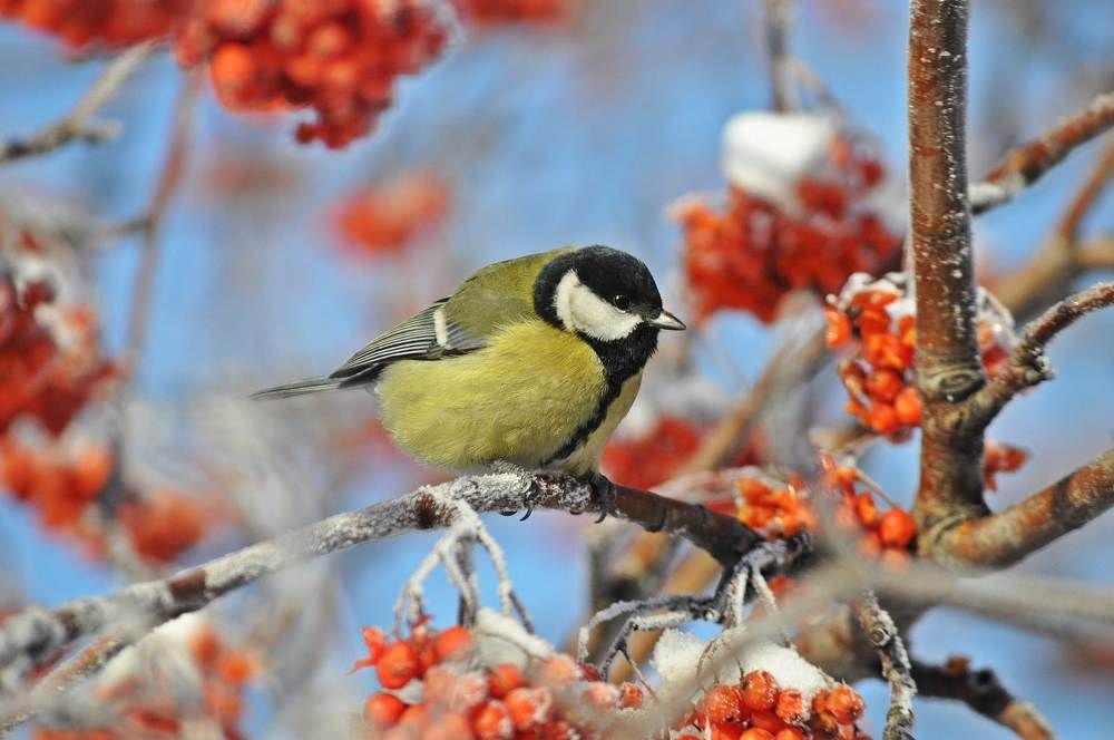 Синица на рябине