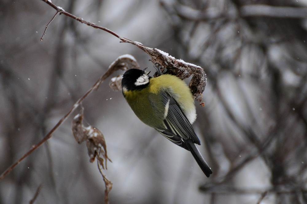 Синица за обедом