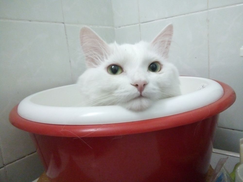 К стирке готов! Наливай!