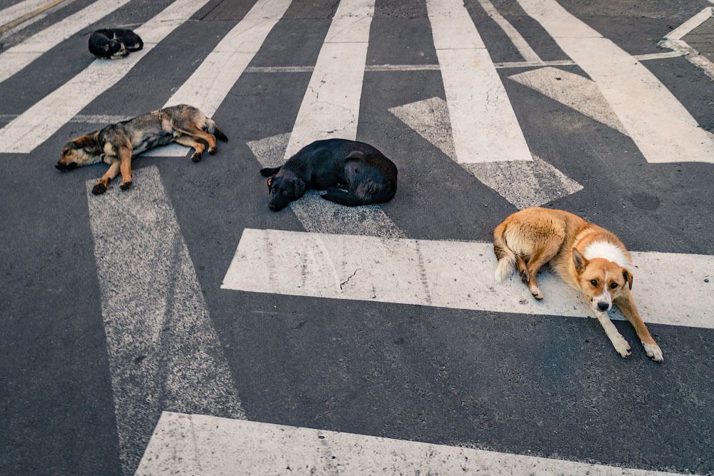 Полосатая жизнь