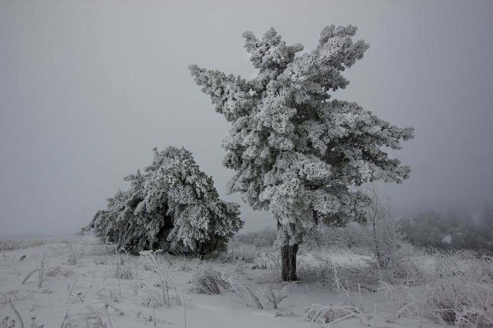 сказочные жители
