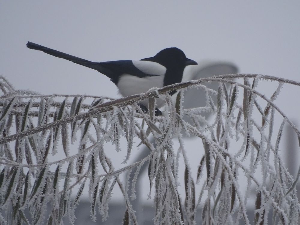 A bird on a winter day