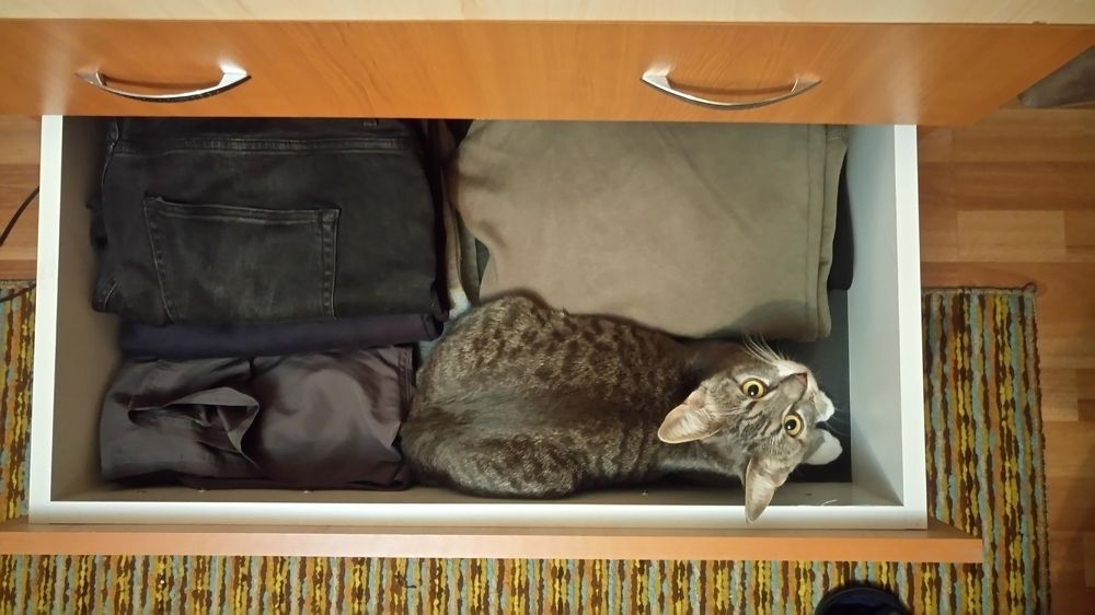Cat bussiness