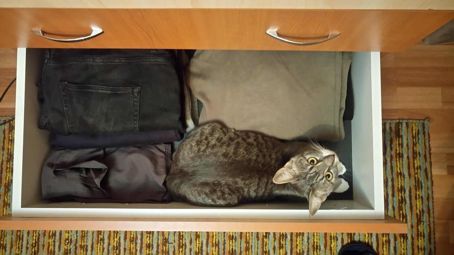Cat bussiness