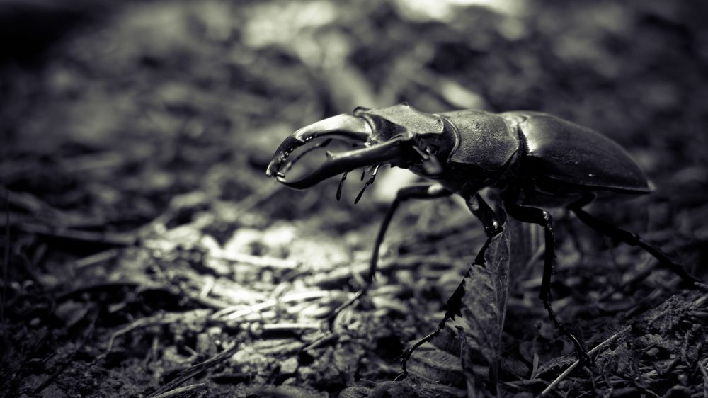 Stag beetle
