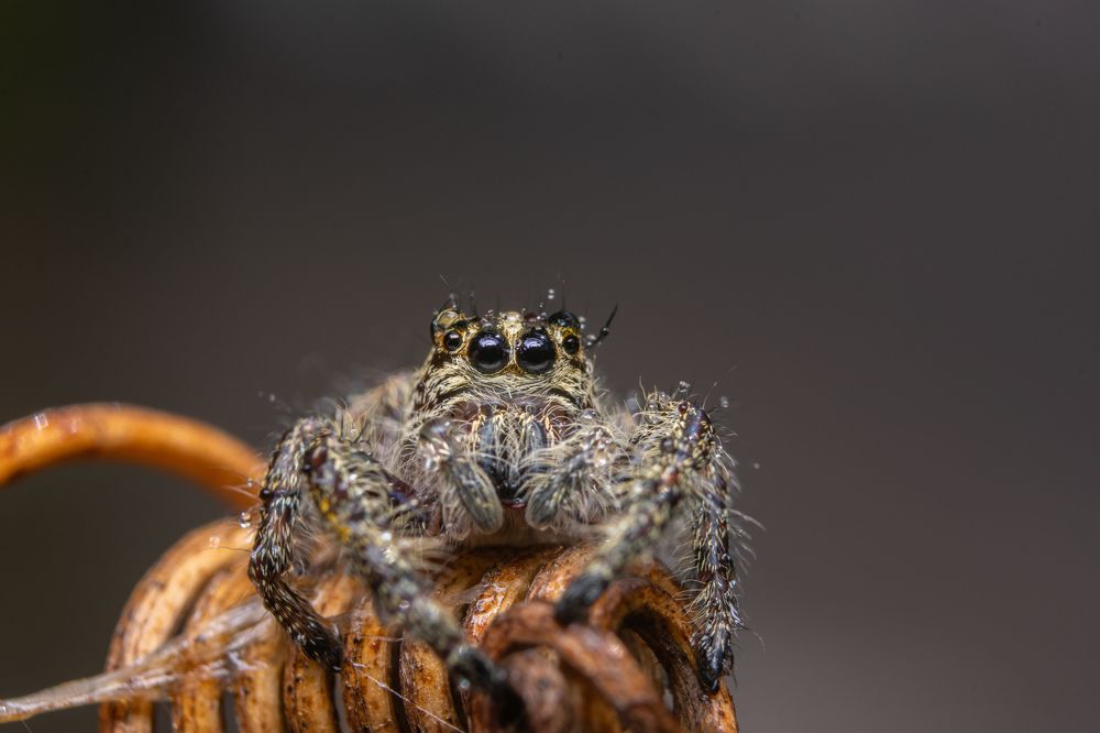 jumping spider