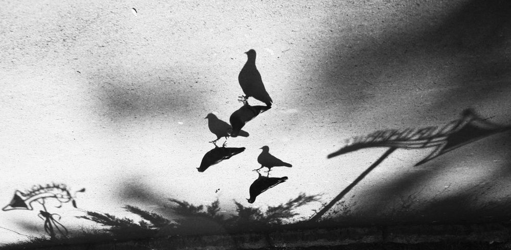 По указателю — к свету