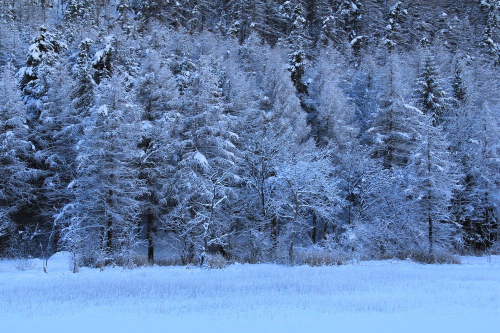 landscape of Oulx wood