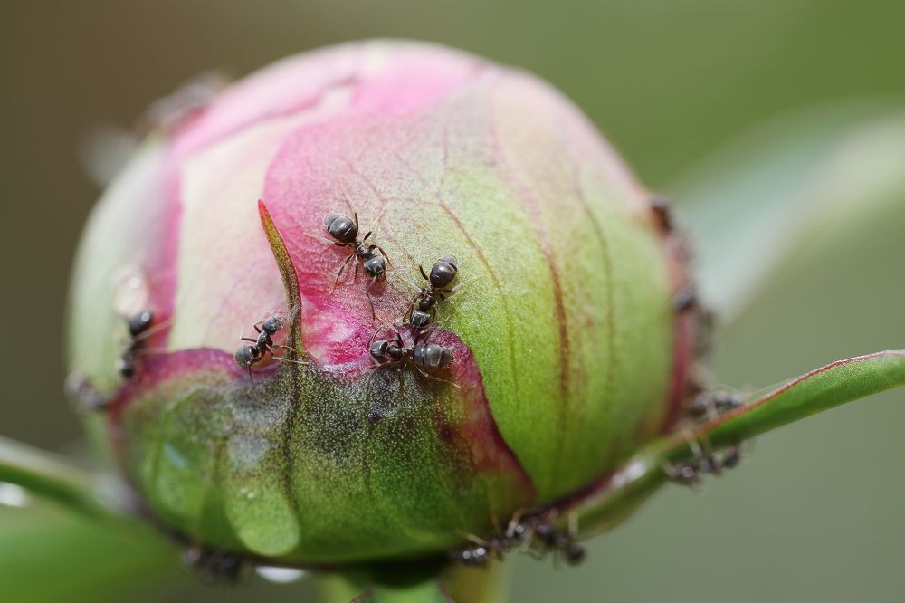 Муравьишкин глобус