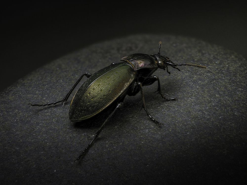 Photograph by Photons Reflectitur