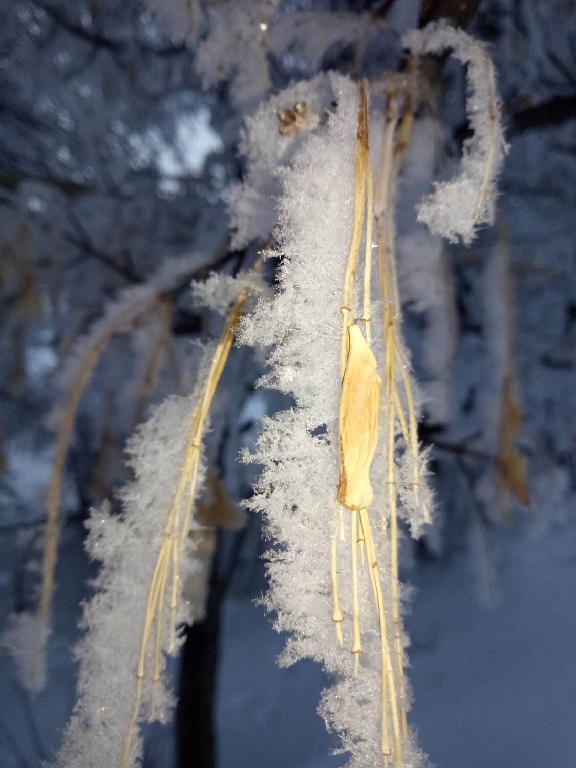 Сельская зима