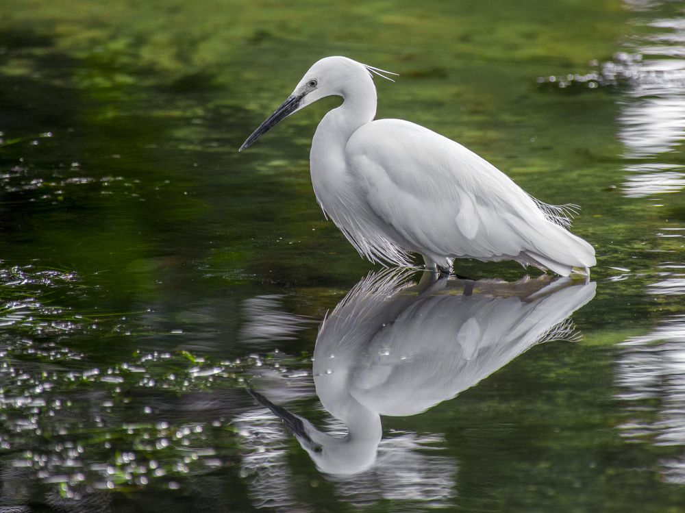 Egret reflection.