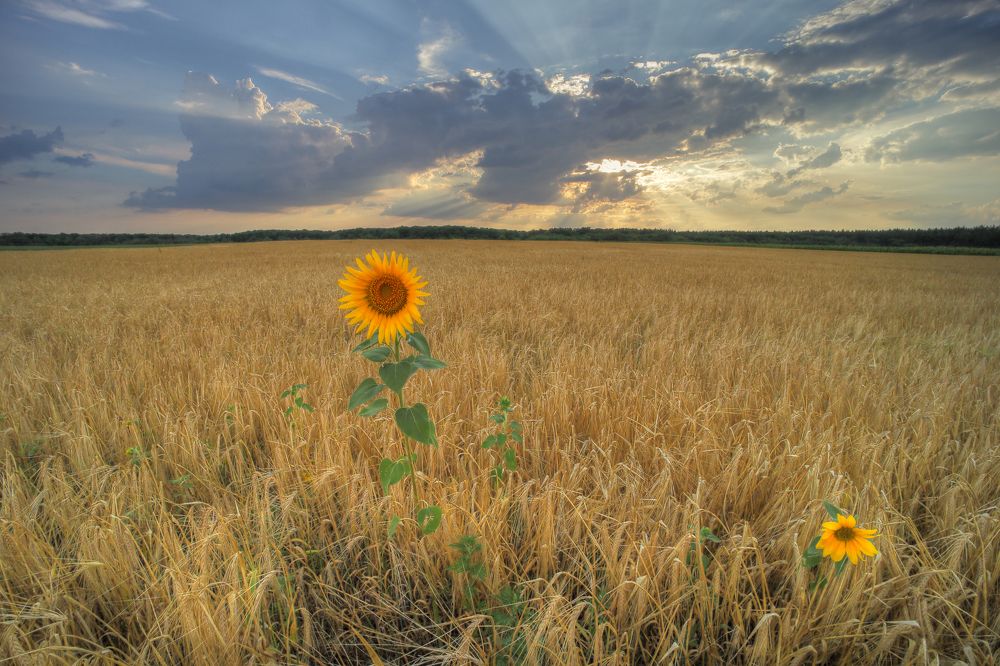 Неправильные подсолнухи