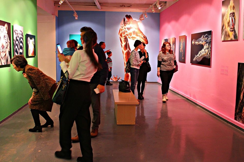 Типология фотовыставки I / Typology of the photo exhibition I