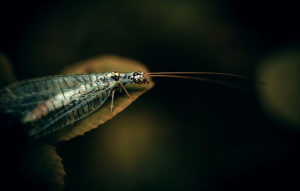 Photograph by Andrey Rut