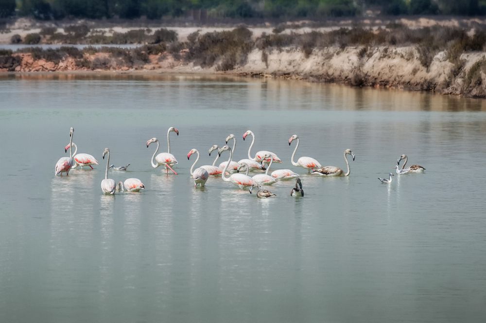 Цветы соленых озер