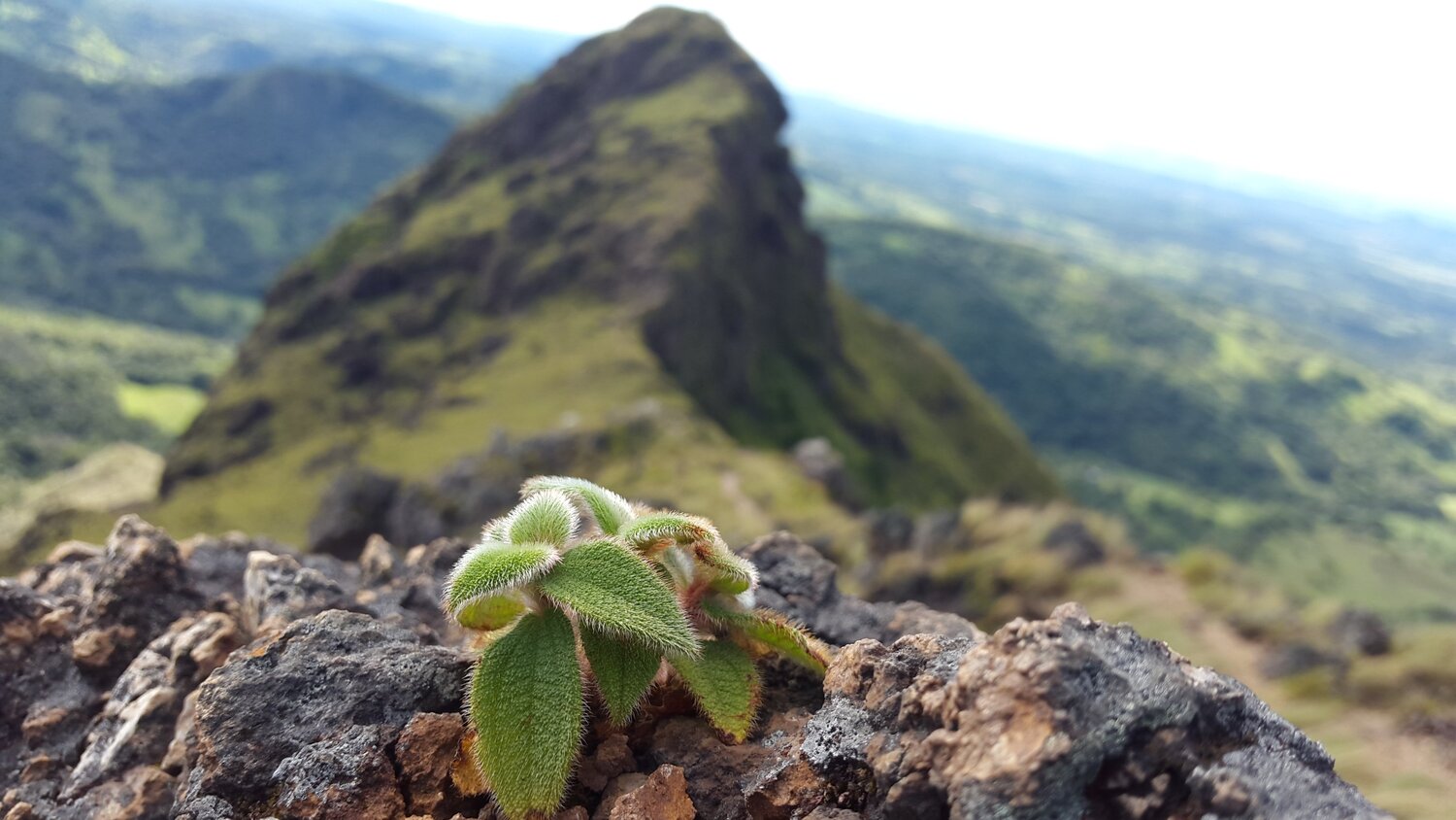 Pequeña frente la cima