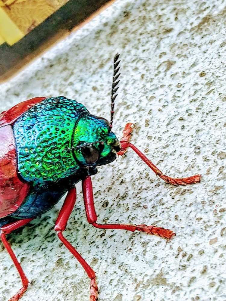 Beetles
