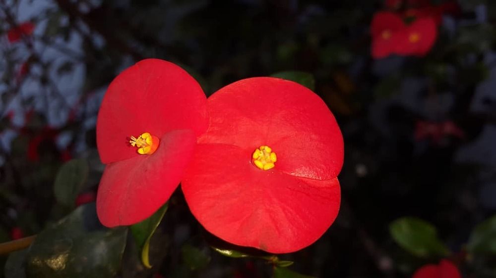 Vestidas de rojo