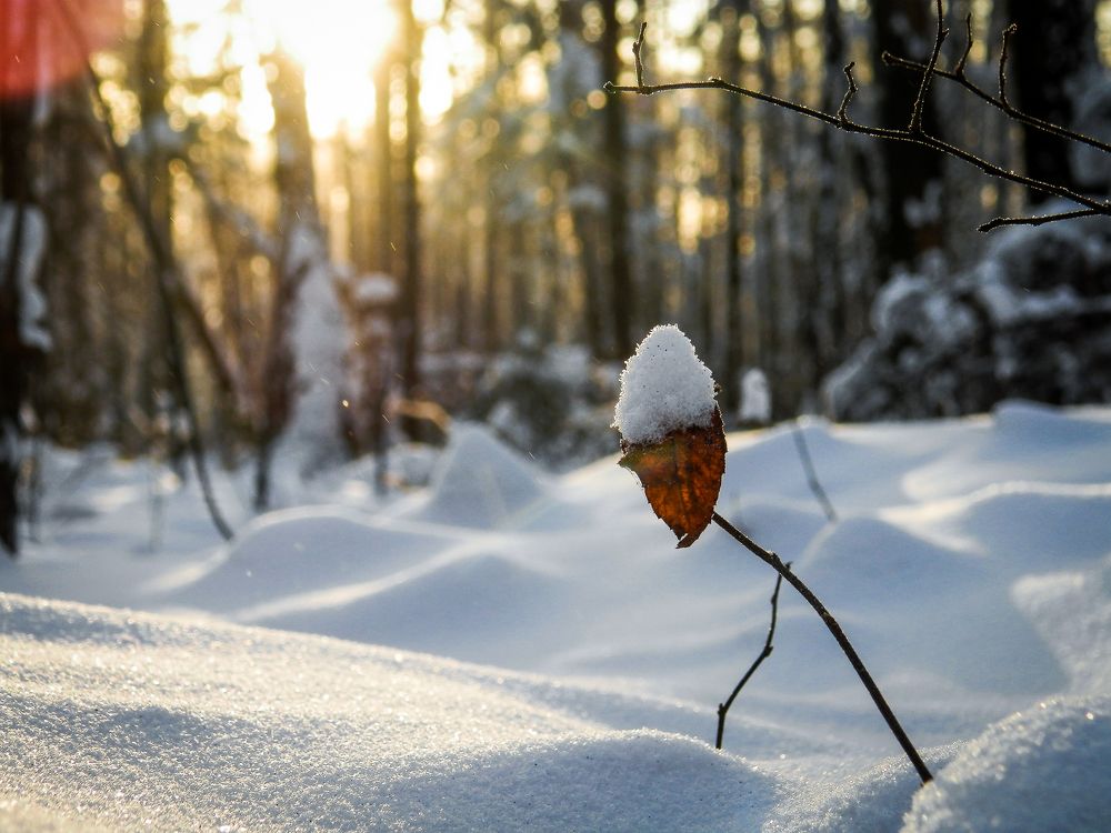 Старичок - лесовичок