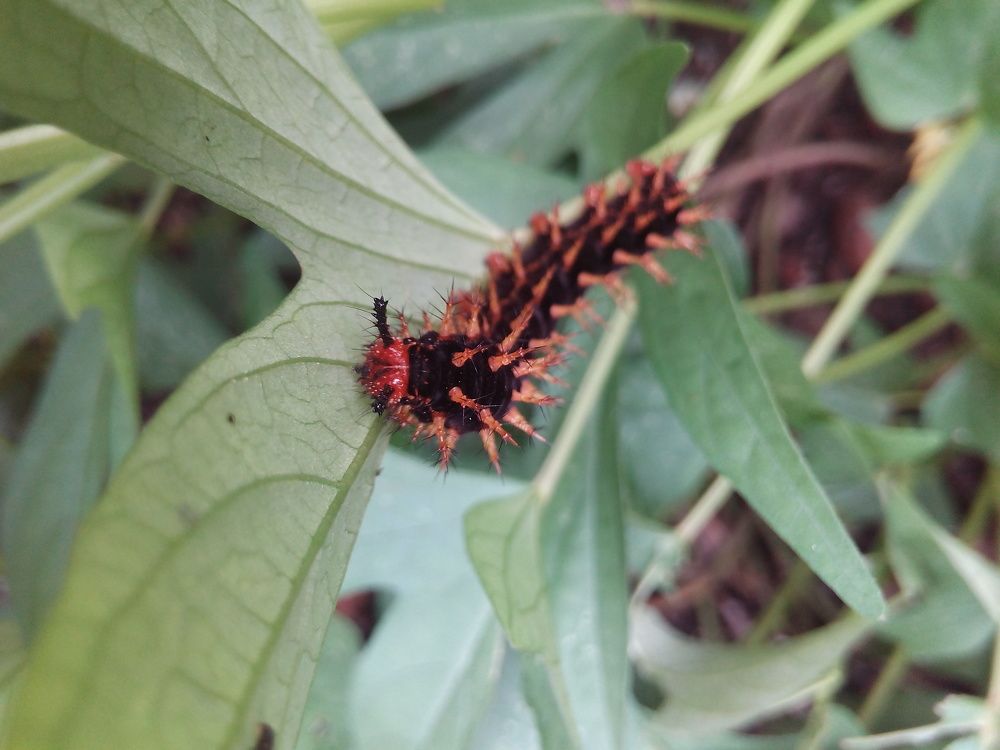 Spiky Caterpillar