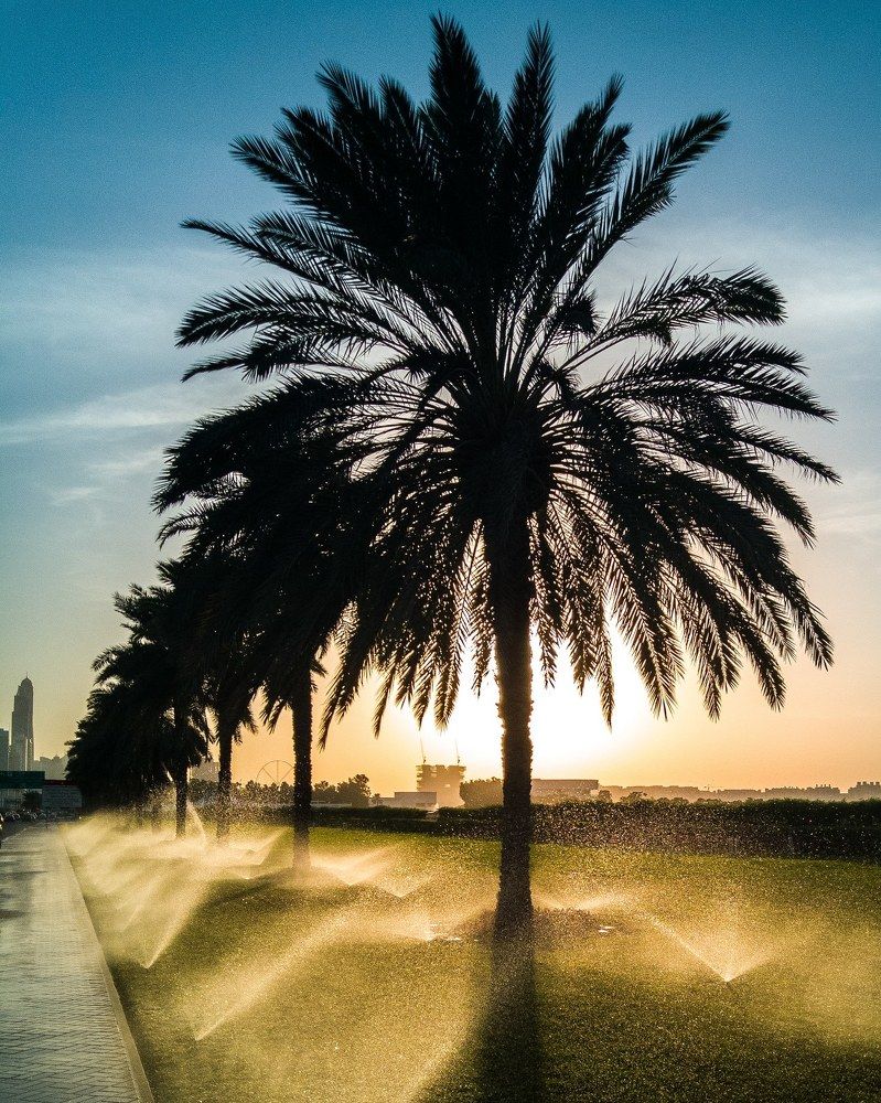 Пальмы, Дубай.