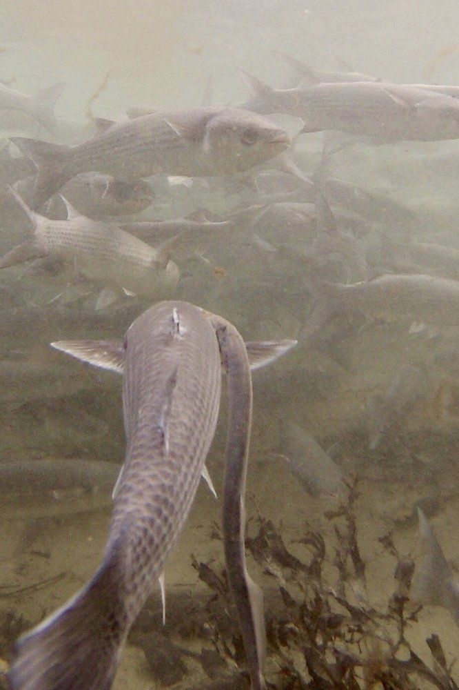 A murmuration of Mullet